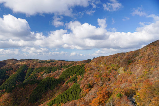 龍神岳（1382m） 護摩壇山（1372m）